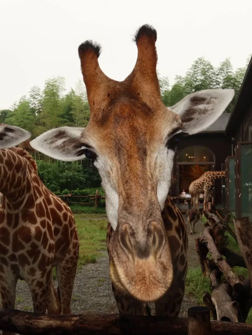 С Мелманом 🦒🧡