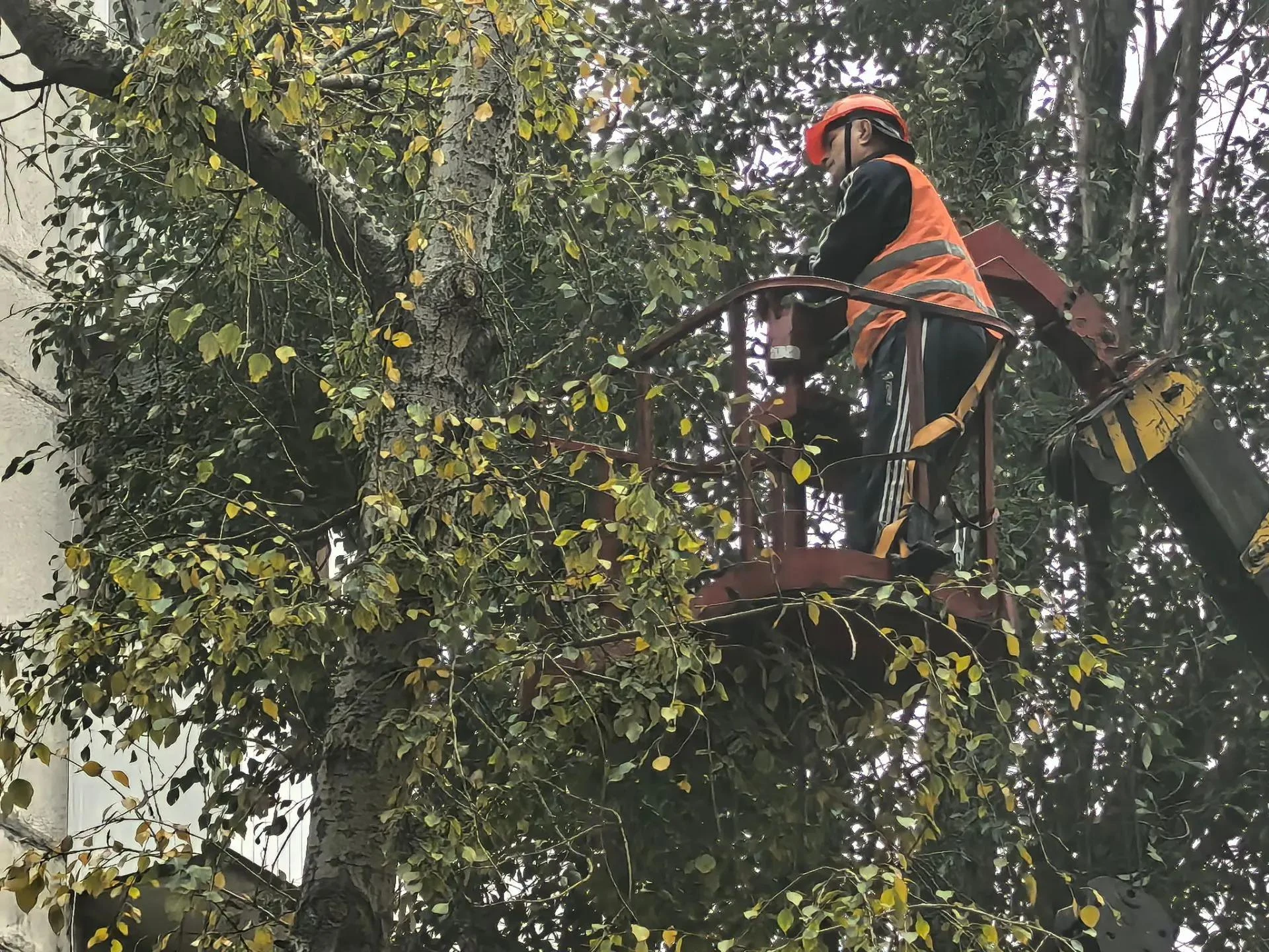 🌳 Итоги недели: содержание зелёных насаждений