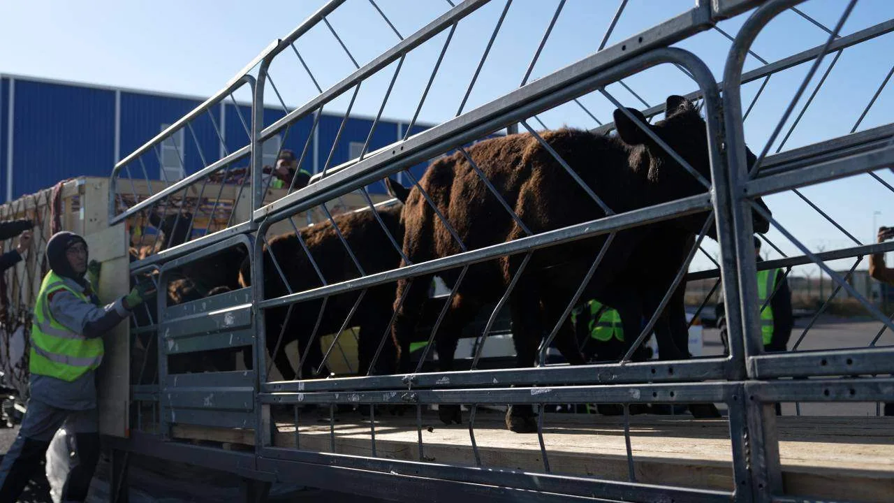 ✈️🐮🇦🇺В аэропорт Астаны прилетела партия из 300 коров породы абердин-ангус из Австрал...