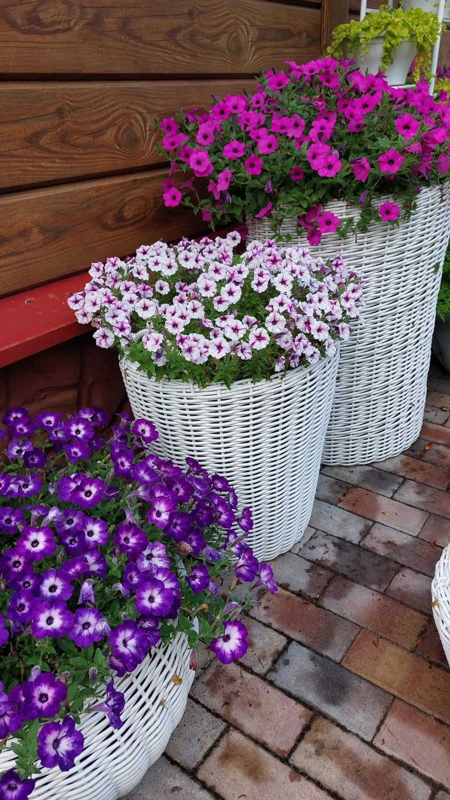 🌸 Красота, которая вдохновляет!