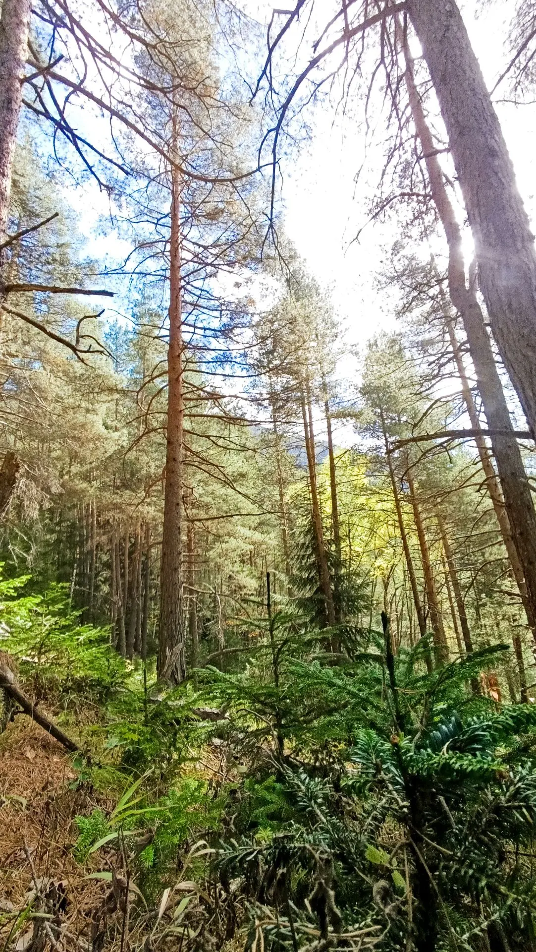 🍁🍁🍁«Очей очарованье…»🍁🍁🍁