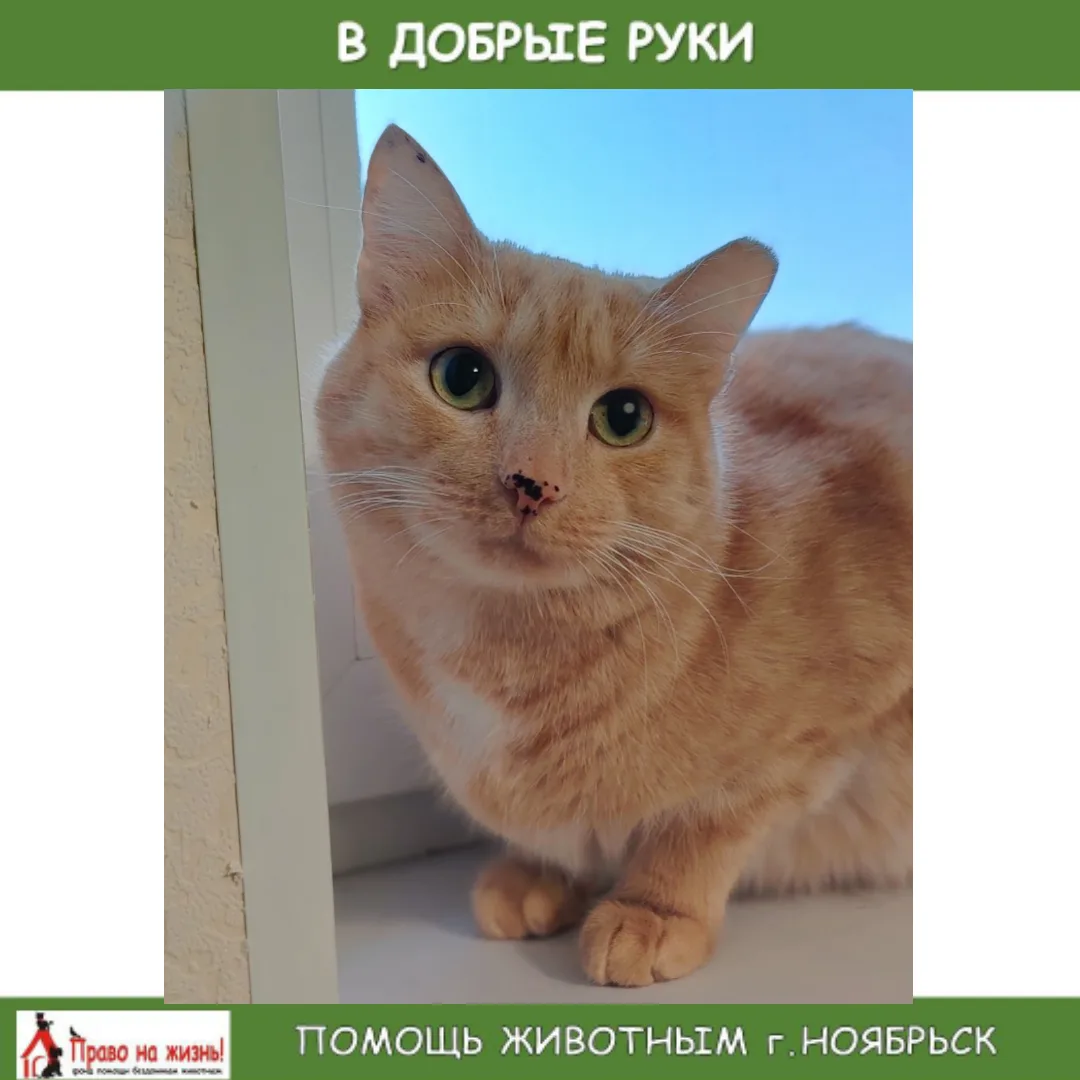 В ДОБРЫЕ РУКИ