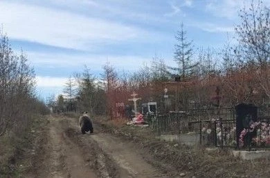 Медведь в Магадане оказался не людоедом