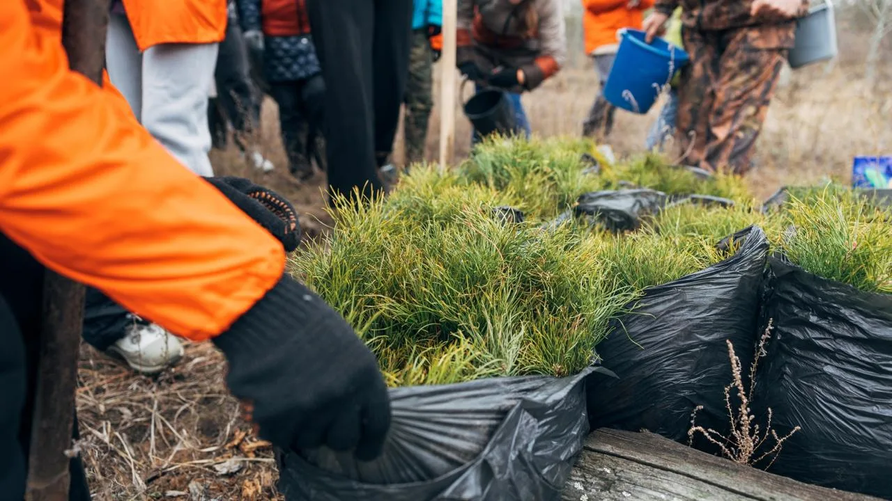 🌱В это воскресенье экодвижение «Зелёный бык» едет сажать лес акации и приглашает желающих