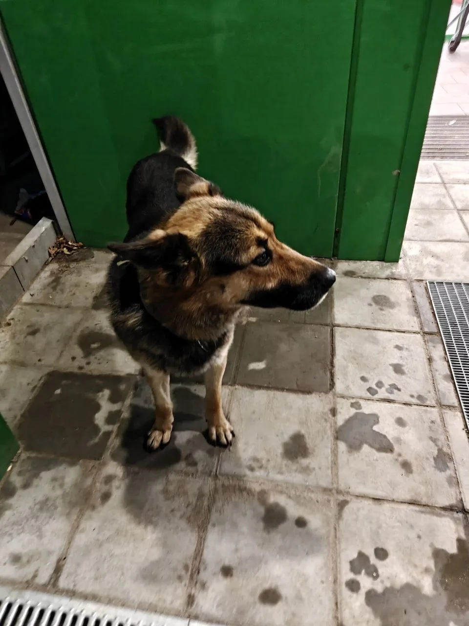В Алехново возле Пятерочки появился пёс, с ошейником, никто не терял?