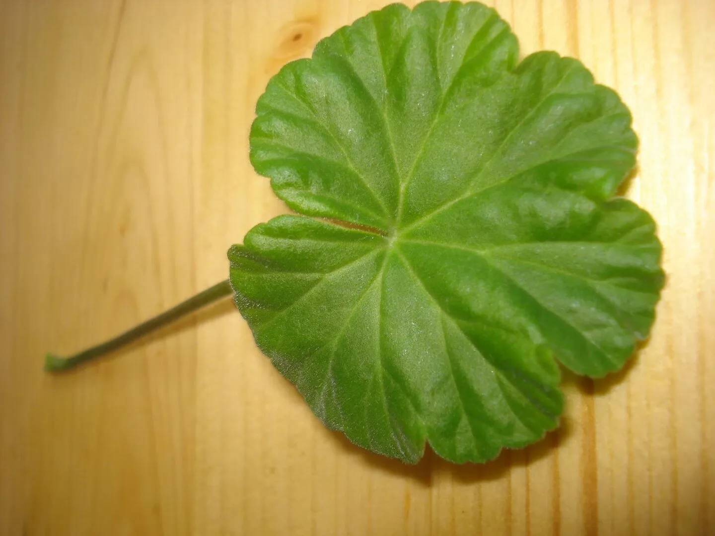 ❤️Давайте поиграем🌹
