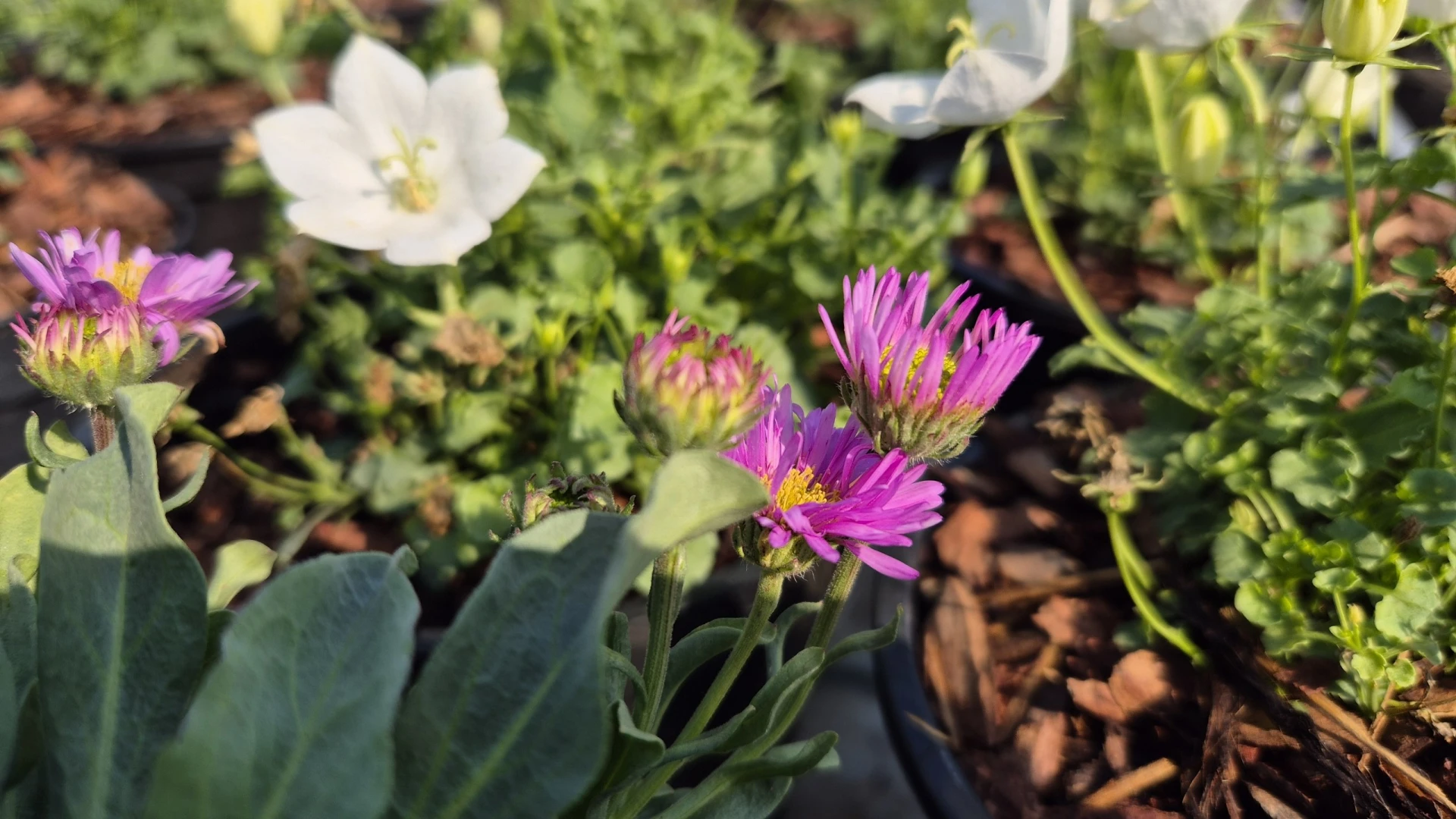 Доброе утро! 🌸