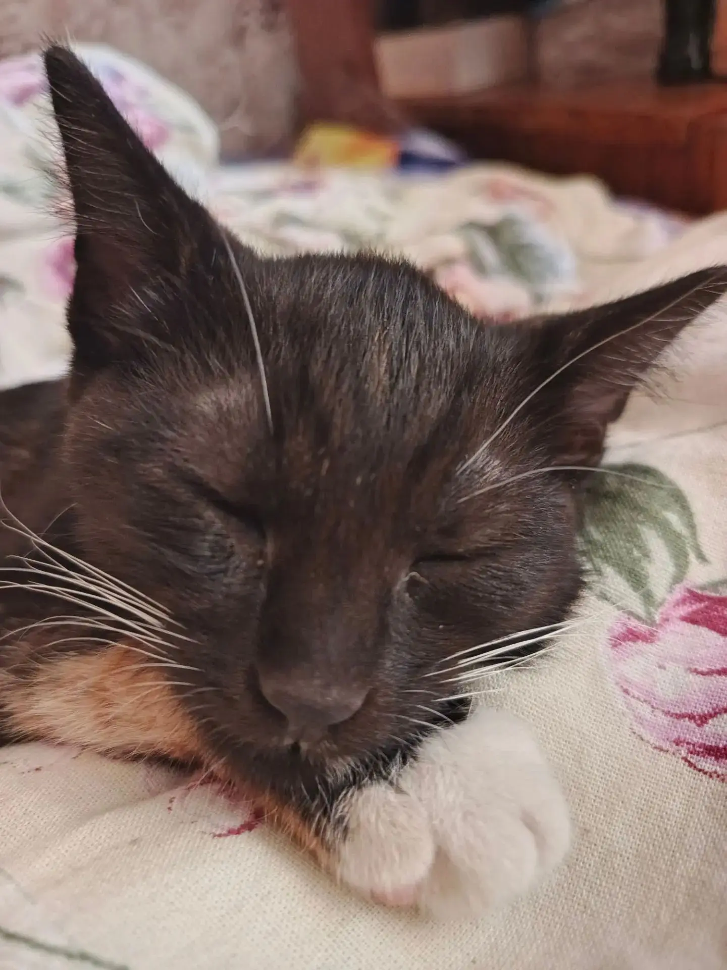 Отдам котёнка в добрые руки