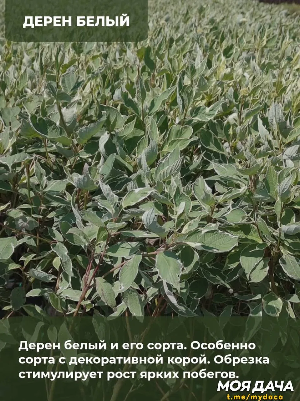 Кустарники, которые ОБЯЗАТЕЛЬНО нужно обрезать осенью 🍀