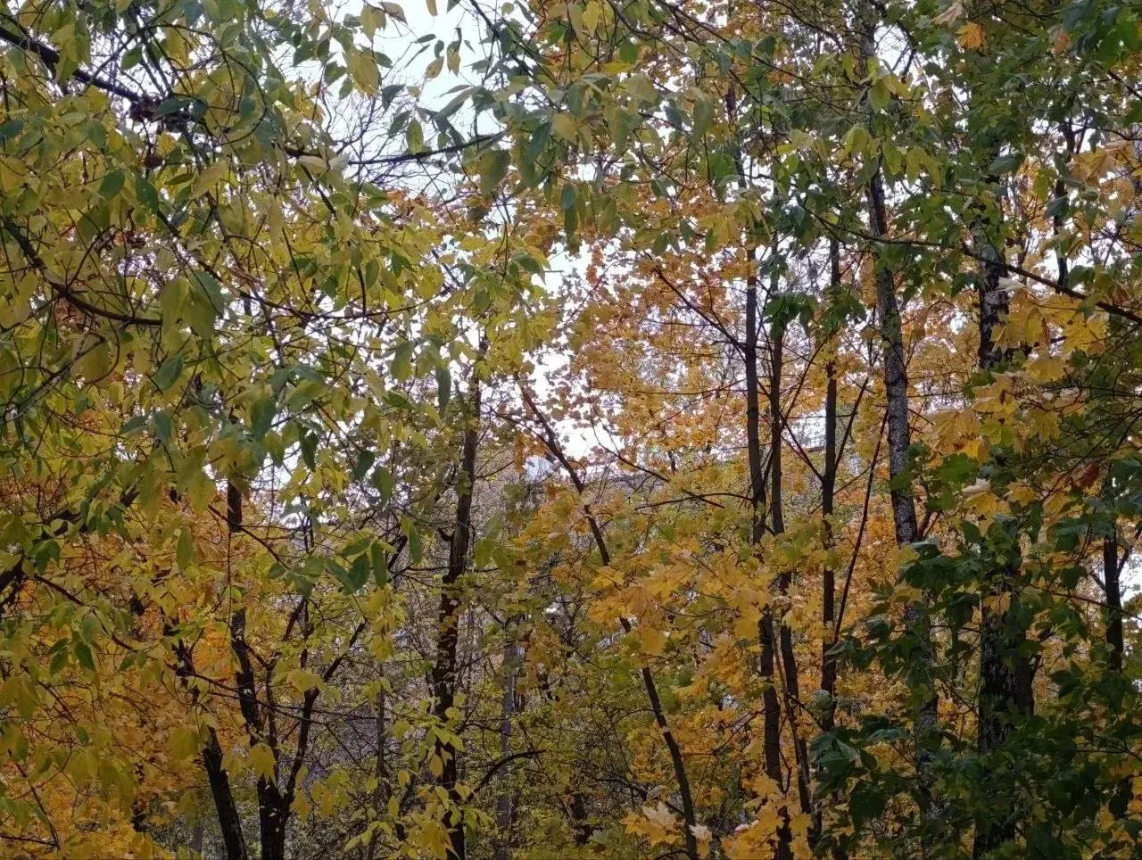 🍂 Золотая осень украсила дворы в Хорошёво-Мнёвниках