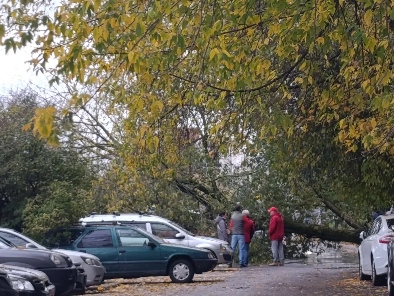 Дерево рухнуло на машины у остановки на улице Кораблестроителей 🌳