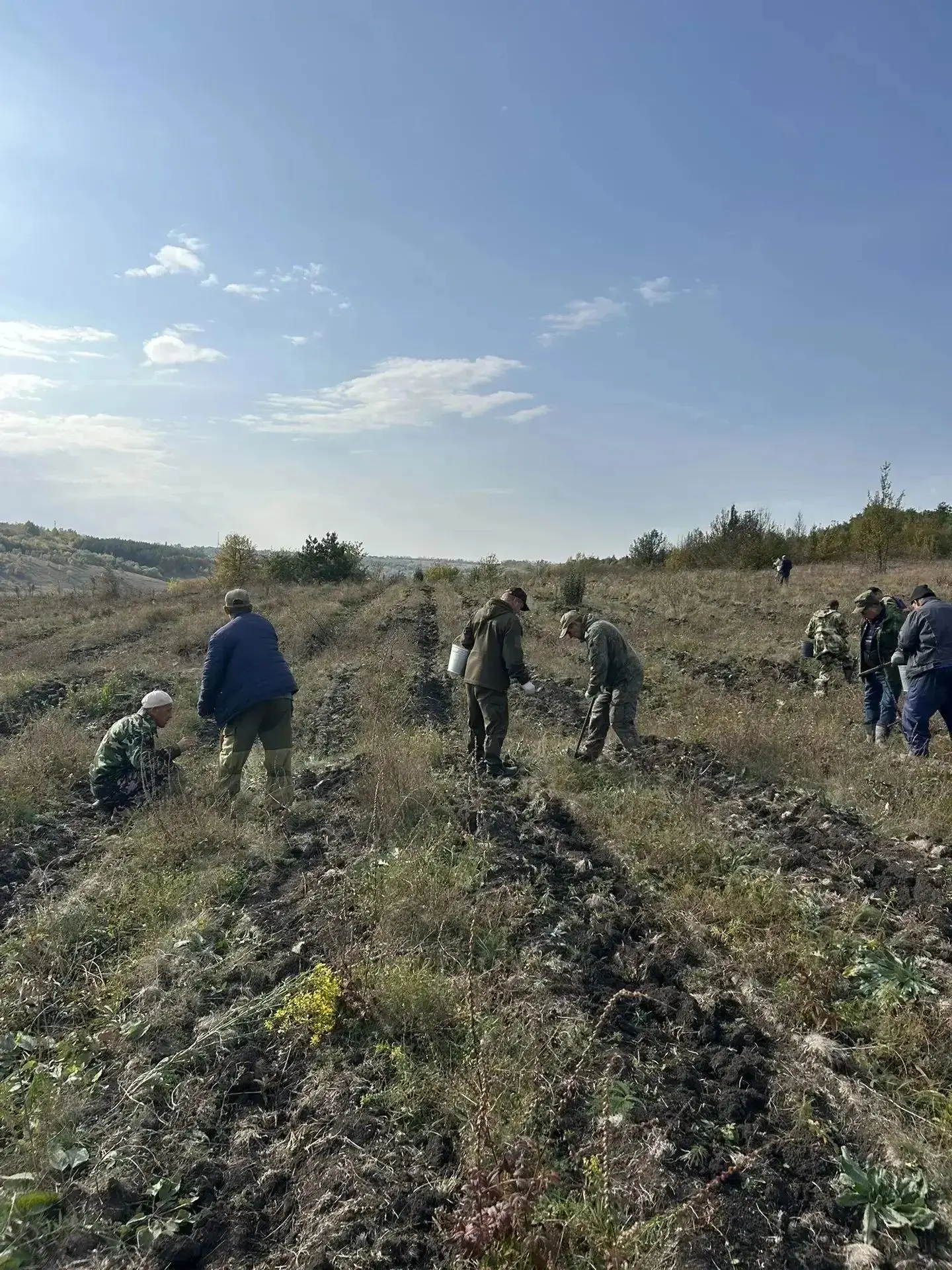 Валуйский лесхоз приступил к дополнению лесных культур сосны
