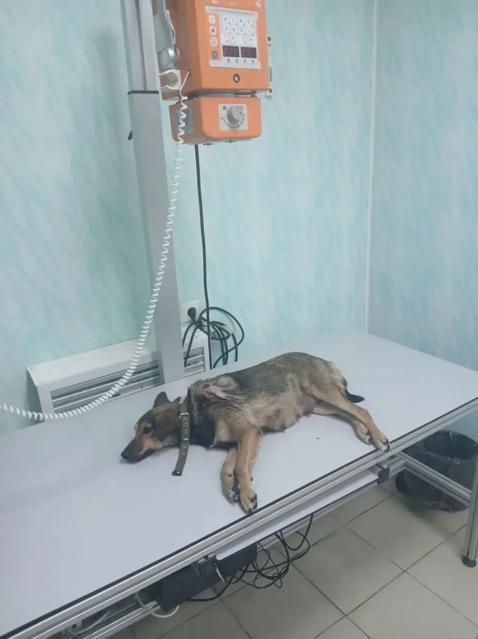В городе Шебекино, согласно заявлению представительницы местной организации по защите ж...