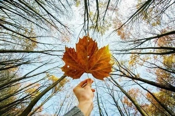 🍁 🍁 🍁В круженьи лет, в бессмысленности вёсен,