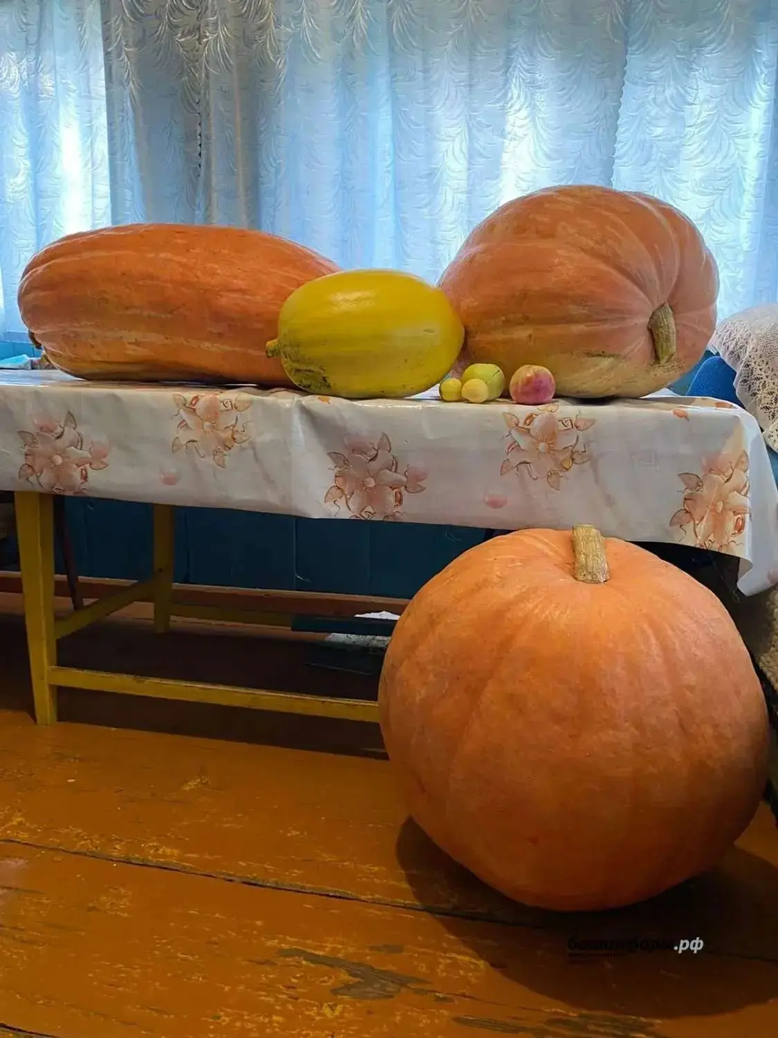 🍊Кабактан кайнатма