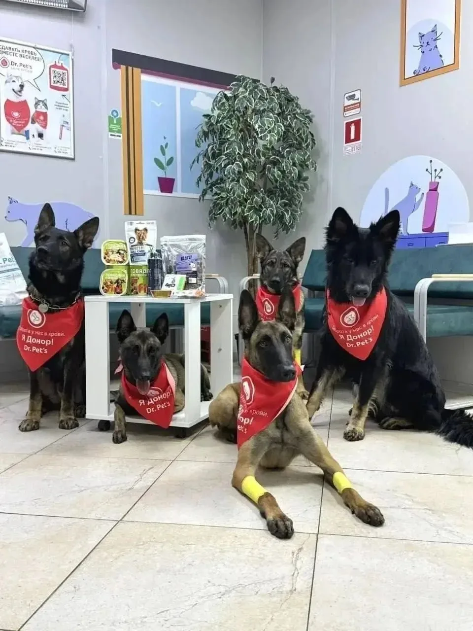 ❤️‍🩹 Пять служебных овчарок из Пулково сдали кровь для спасения других собак