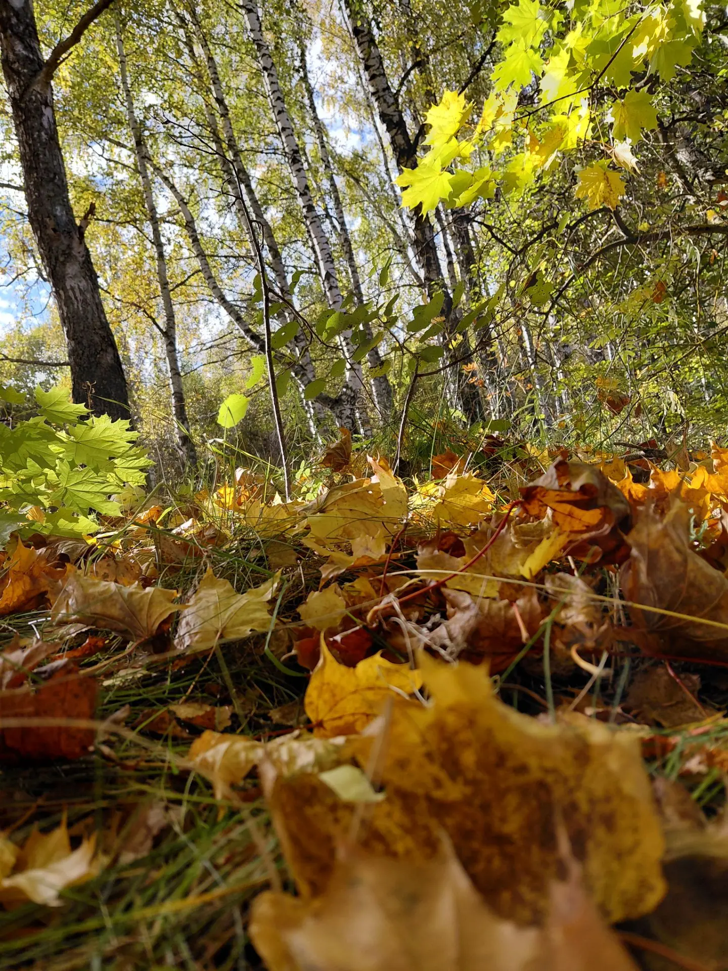 🍁 Почему я люблю осень?