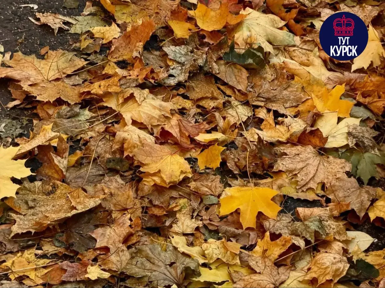 🍁 Дожди и туман ожидаются в Курской области 16 октября