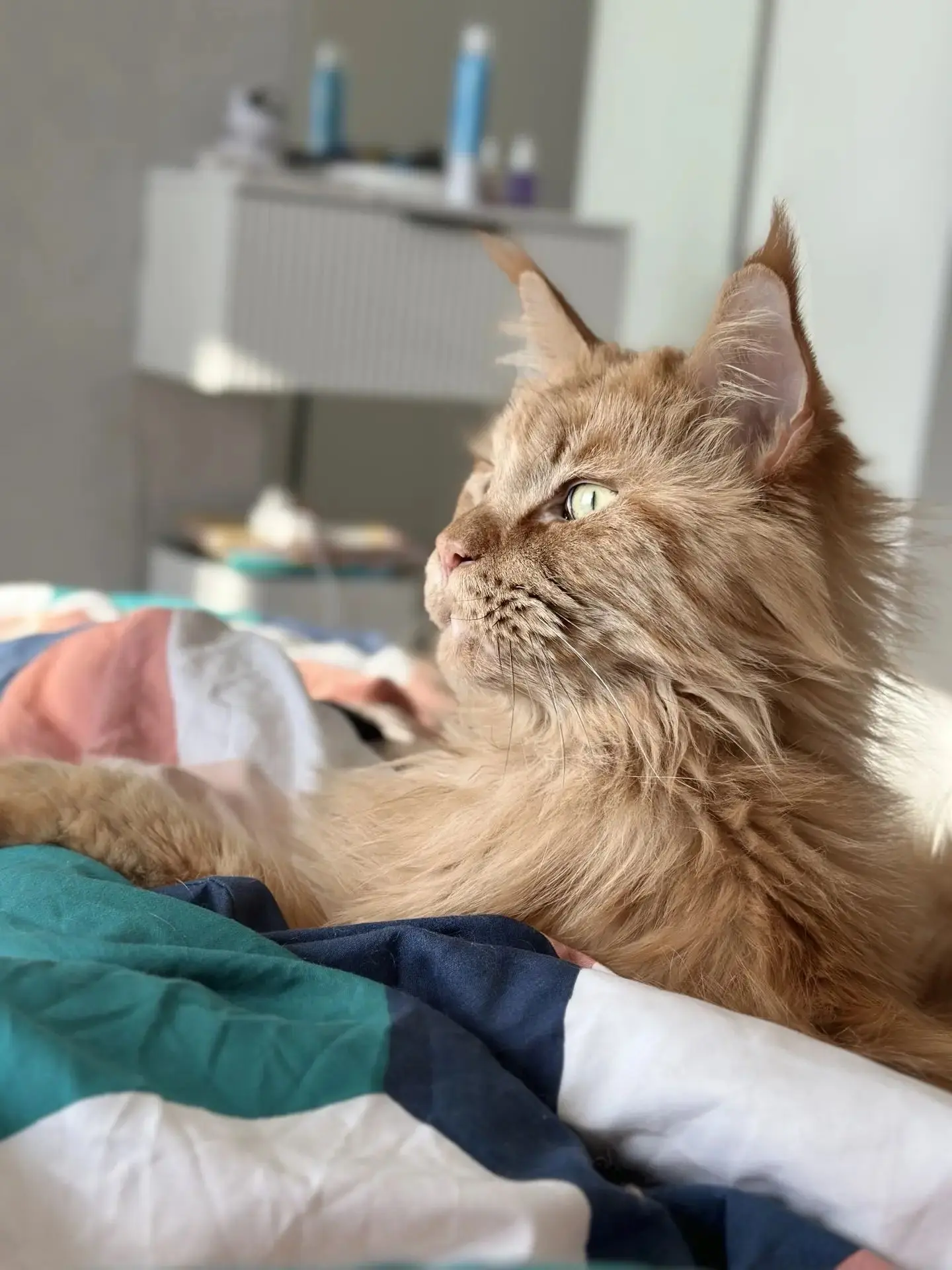 😻 Когда пятница наконец наступила, а кот уже неделю живёт в режиме «выходные»: учимся ...