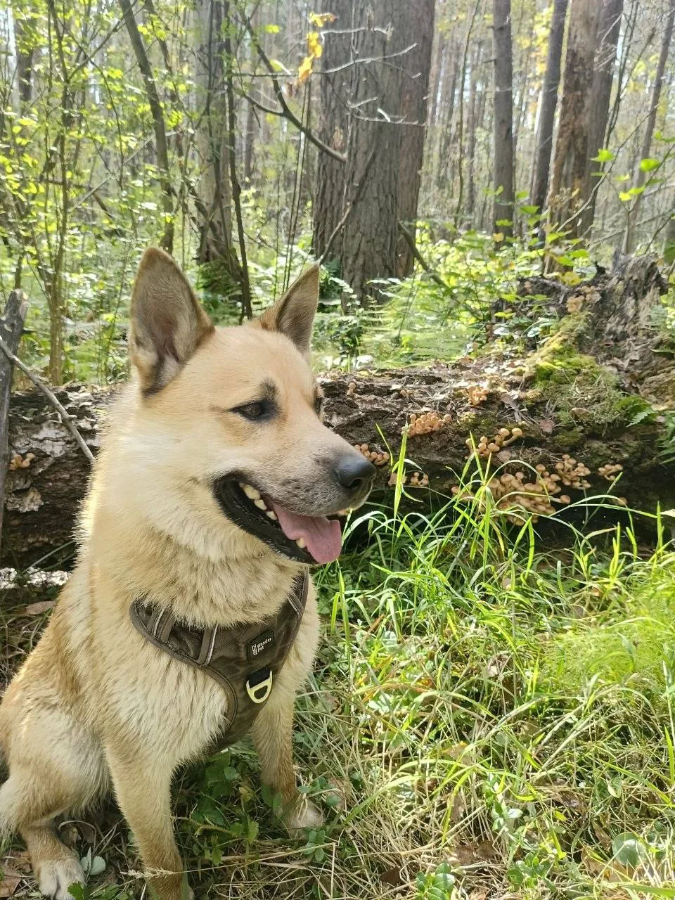 Пёс дома. Сам пришел, не было 8 дней. Спасибо за содействие.