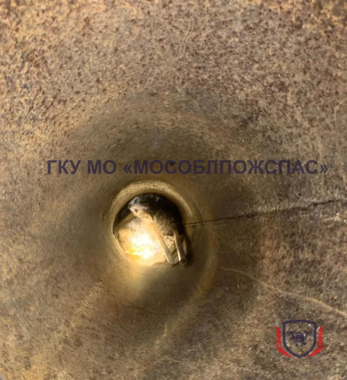 🐱 Котенка, провалившегося в трубу с мусором, спасли в Дмитровском округе