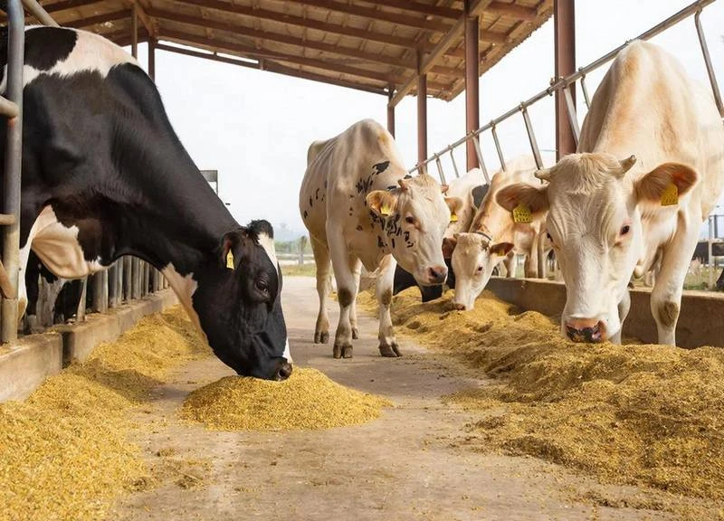 «Атлантису» пересчитали гигантскую молочную ферму под Гусевом 🐄🐄