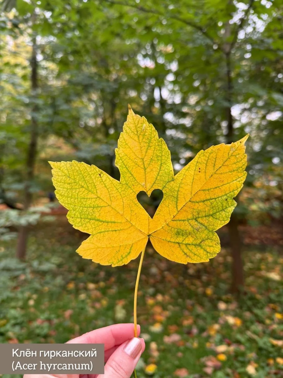 🍁 В Ботаническом саду собрали все краски осени