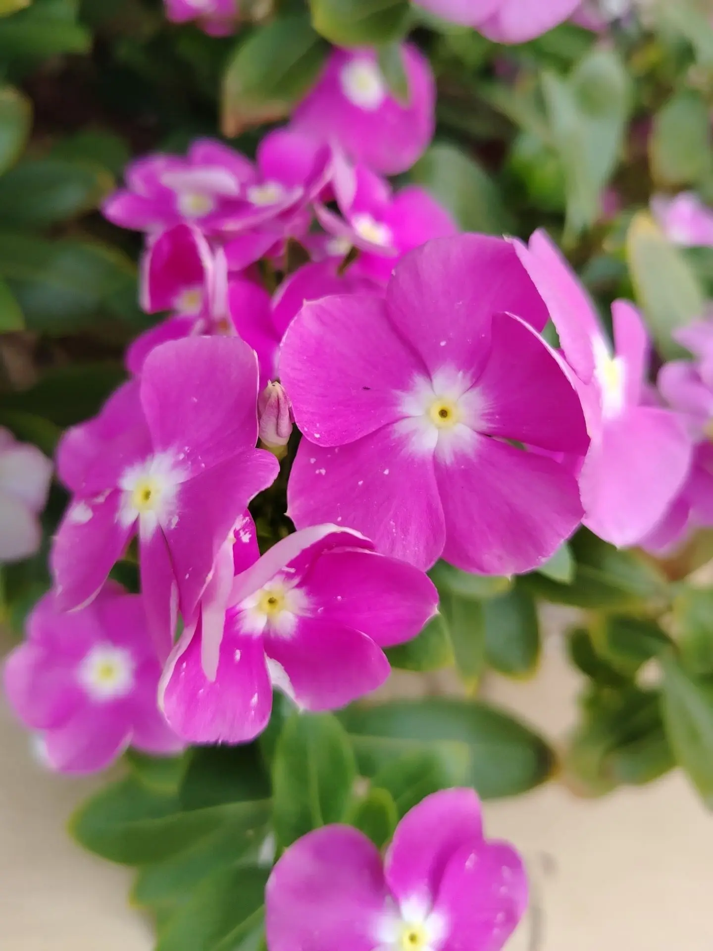 Доброе утро! Хорошего вам дня! Замечательного настроения! 🌞☕🌺
