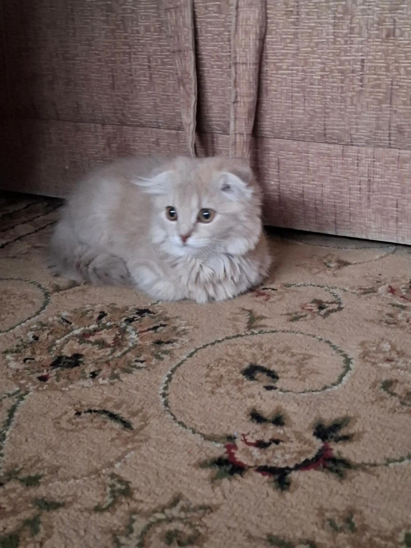 Кошечку в добрые руки, девочка, месяца два, нашли на улице.