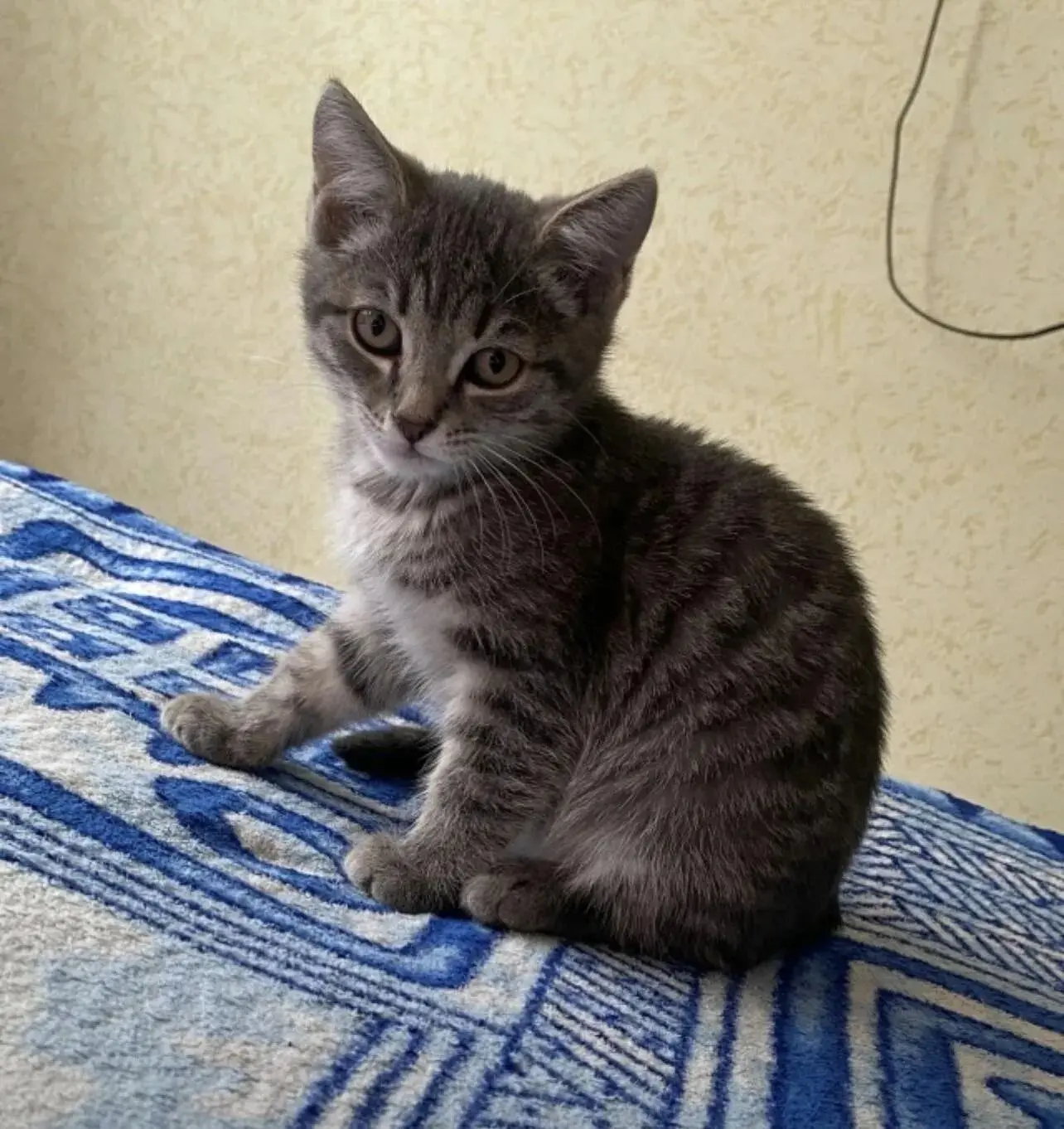 Найдена кошечка , была снята с дерева на Ленинградской возле Пятерочки (бывший хлебозав...
