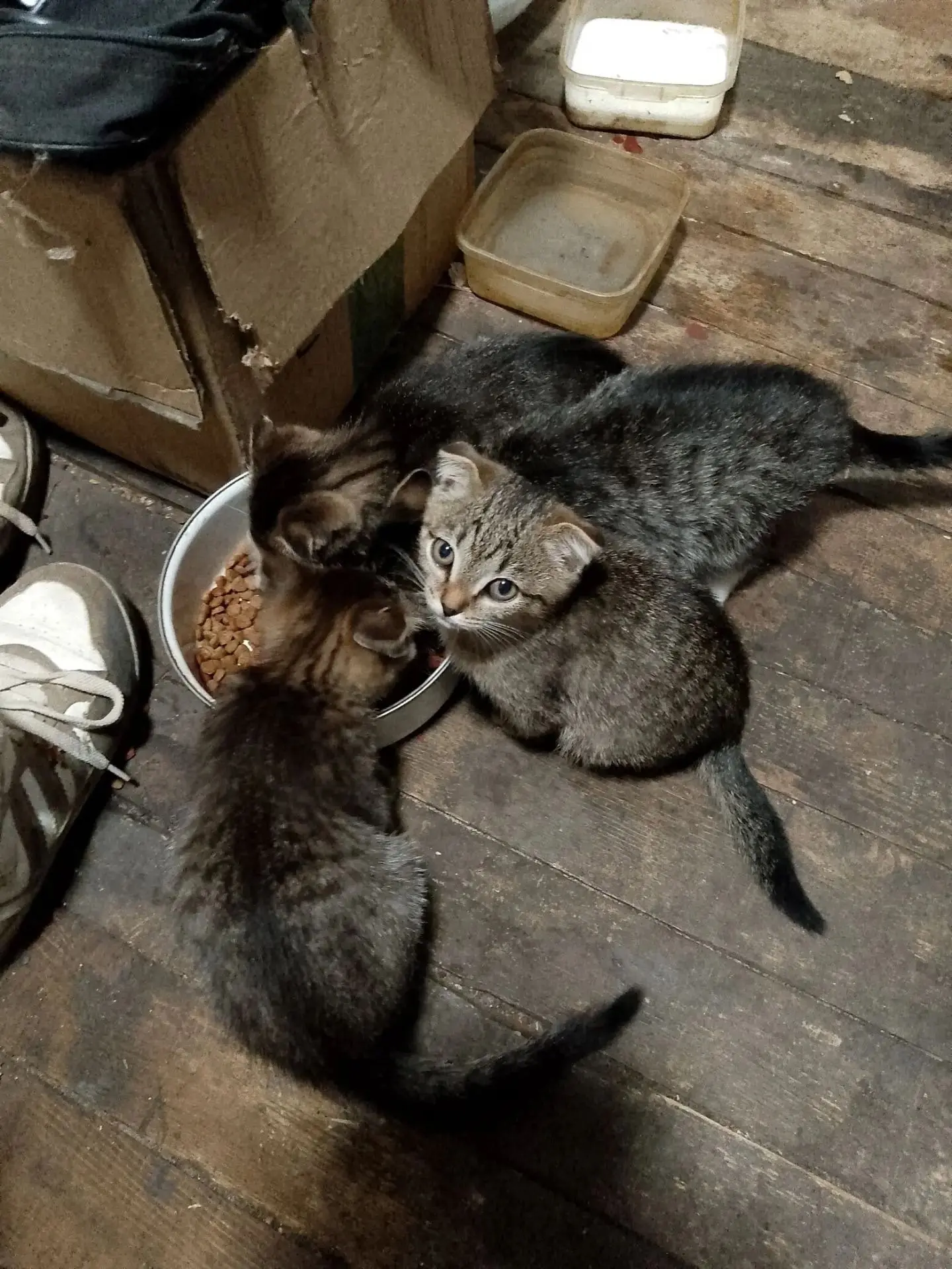 Отдам котят в добрые руки.