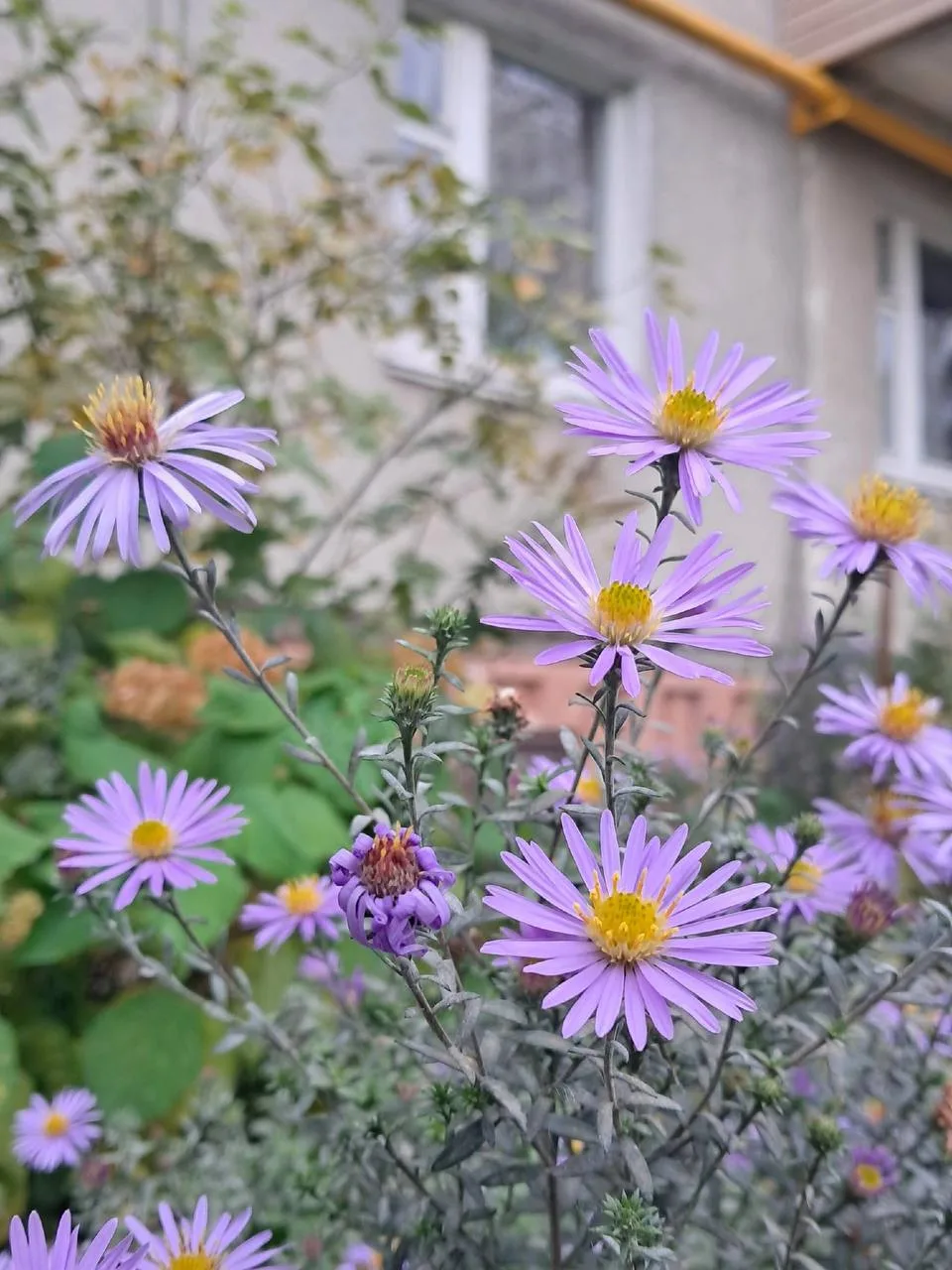 Осенние цветочки 🌸