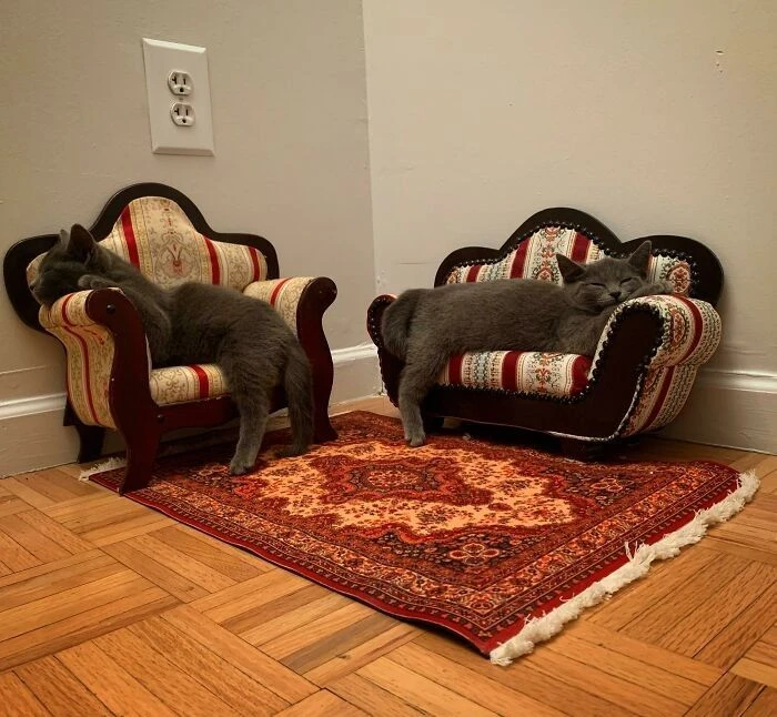 Котики отдыхают.