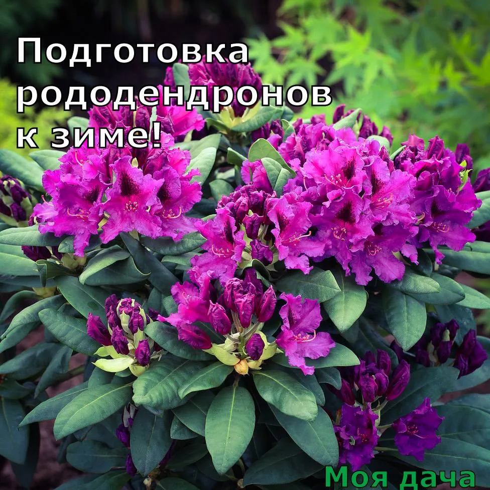 Подготовка рододендронов к зиме 🌸