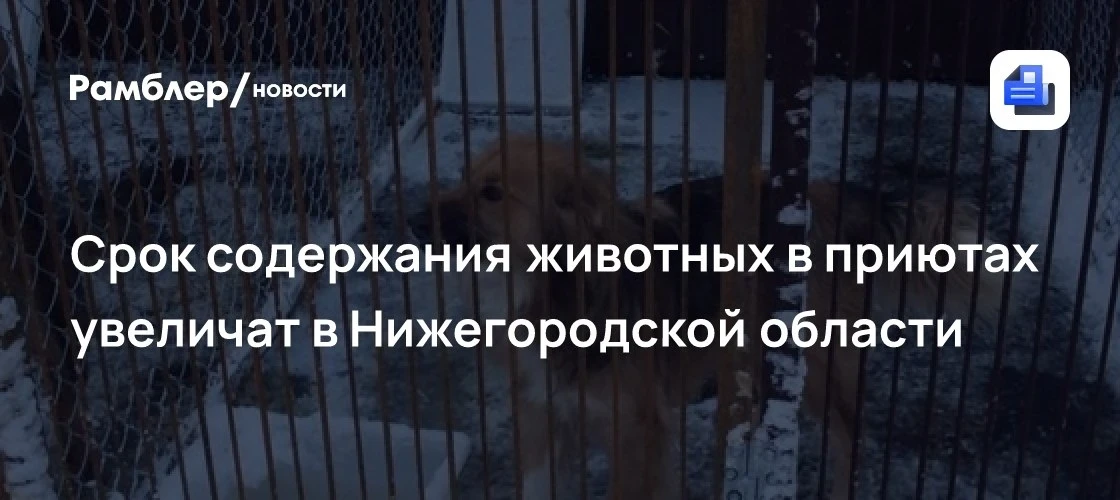 В области меняют правила отлова бездомных животных