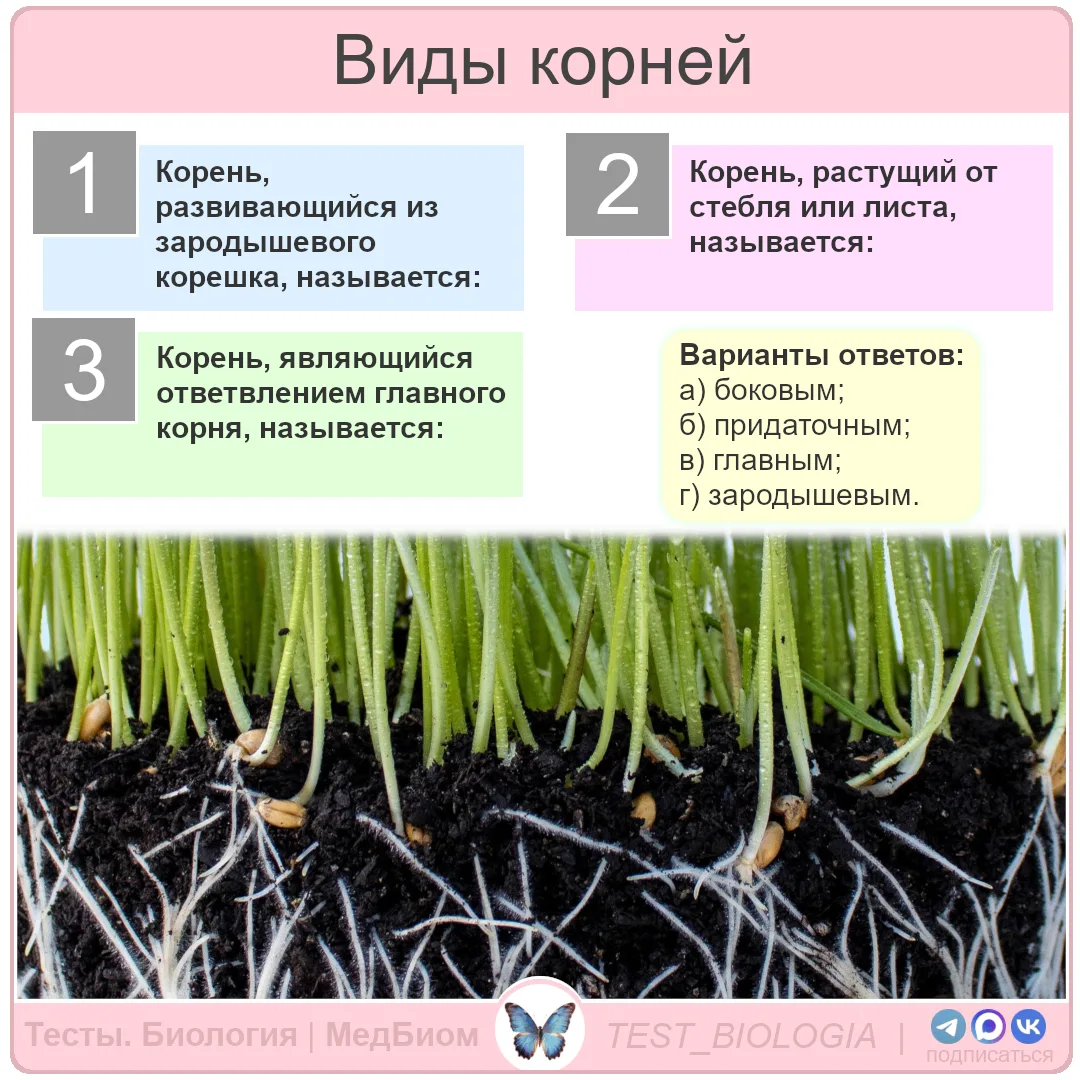 Виды корней
