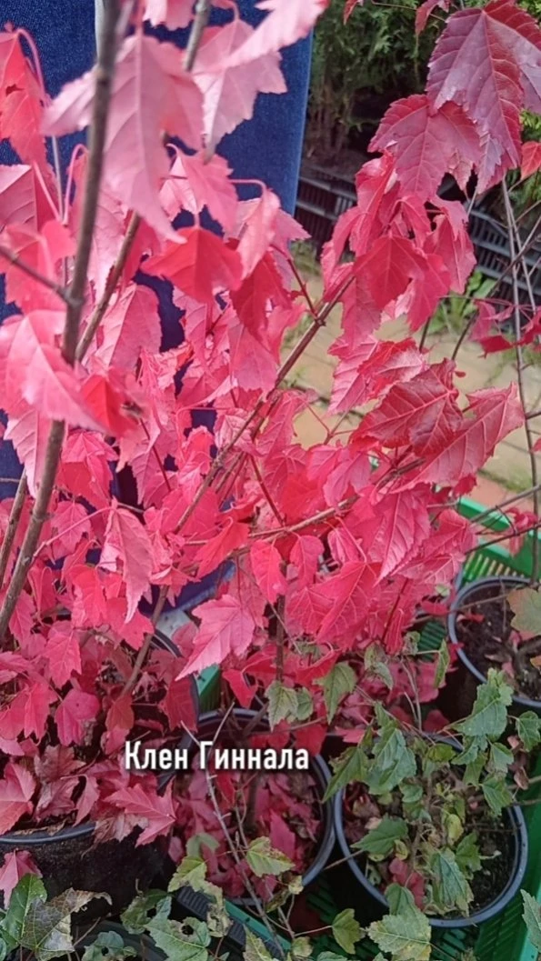 🍁 САМЫЙ ЯРКИЙ КЛЕН ГИННАЛА