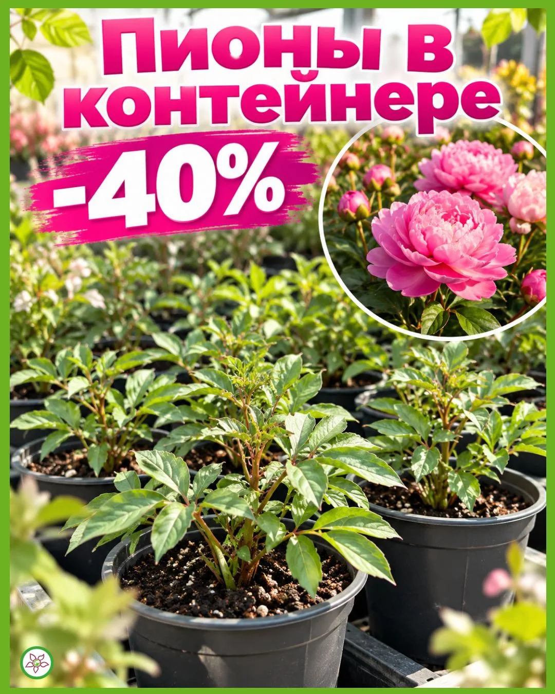 🌸 Пионы в контейнере — скидка -40%! Успейте купить