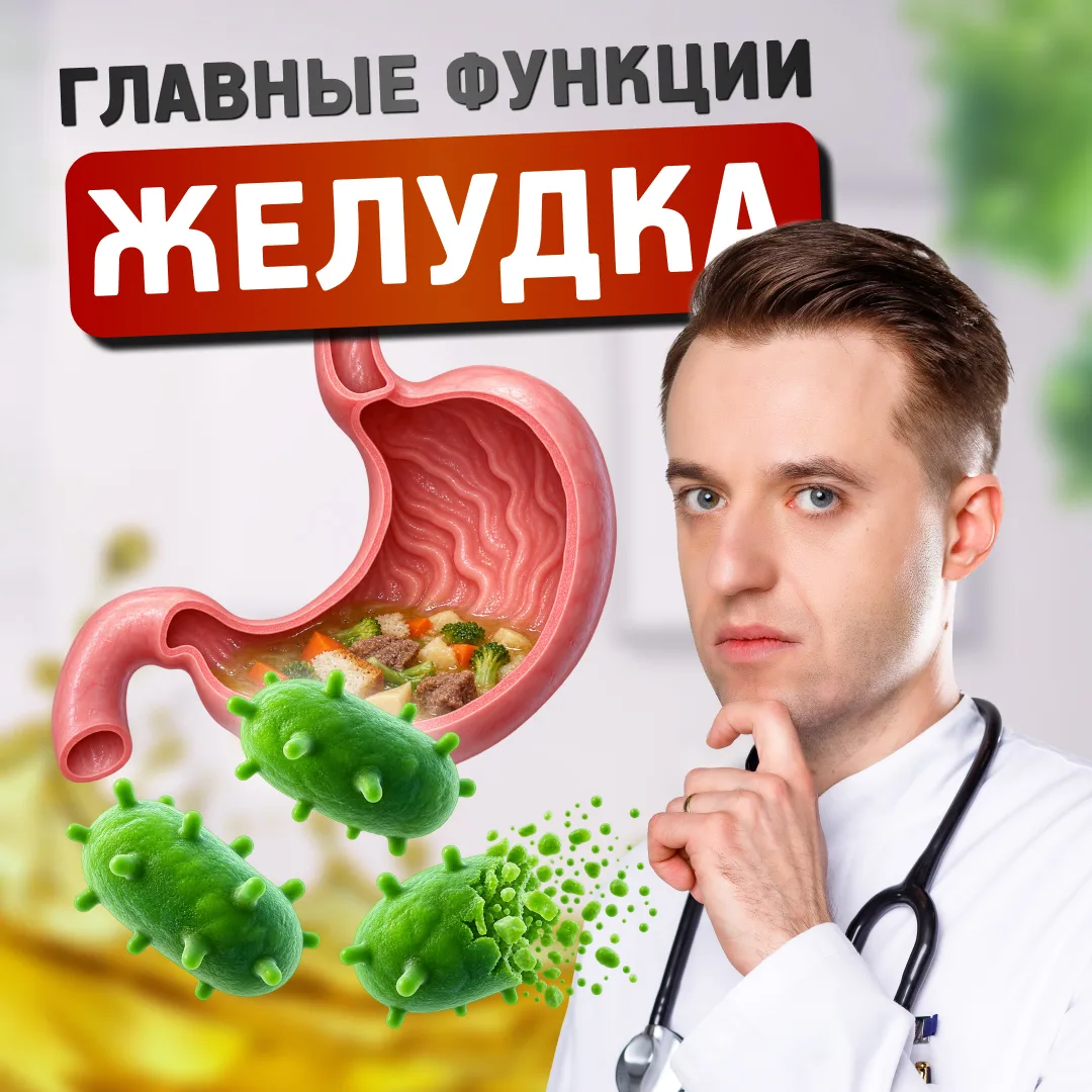 Желудок – это не мешок с кислотой. У него две задачи, без которых мы бы не выжили.