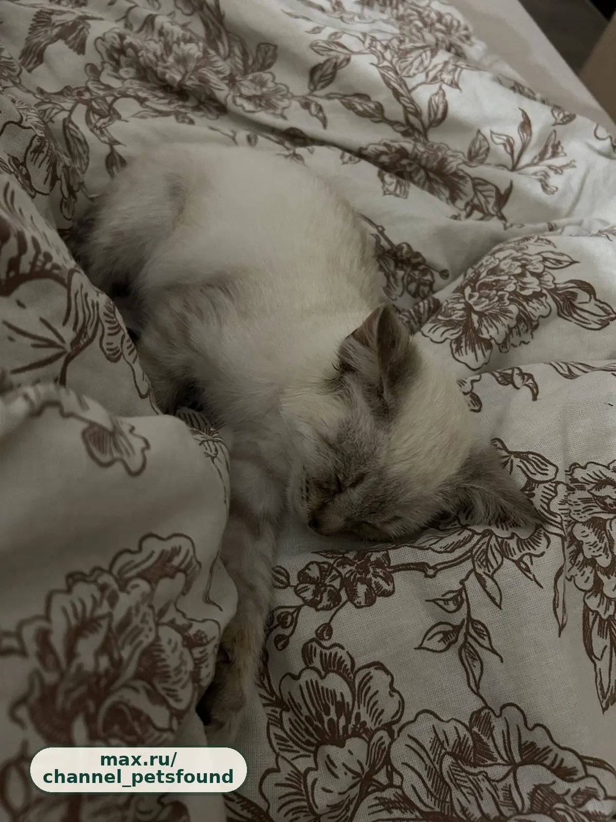 🐾 Найден питомец — Стерлитамак