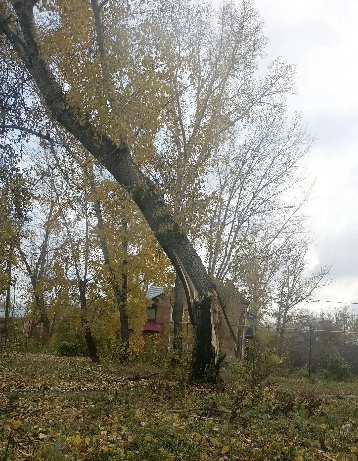 🌳 «Пока на кого-нибудь не упадёт?» В Барнауле дерево два дня стоит в опасном положении