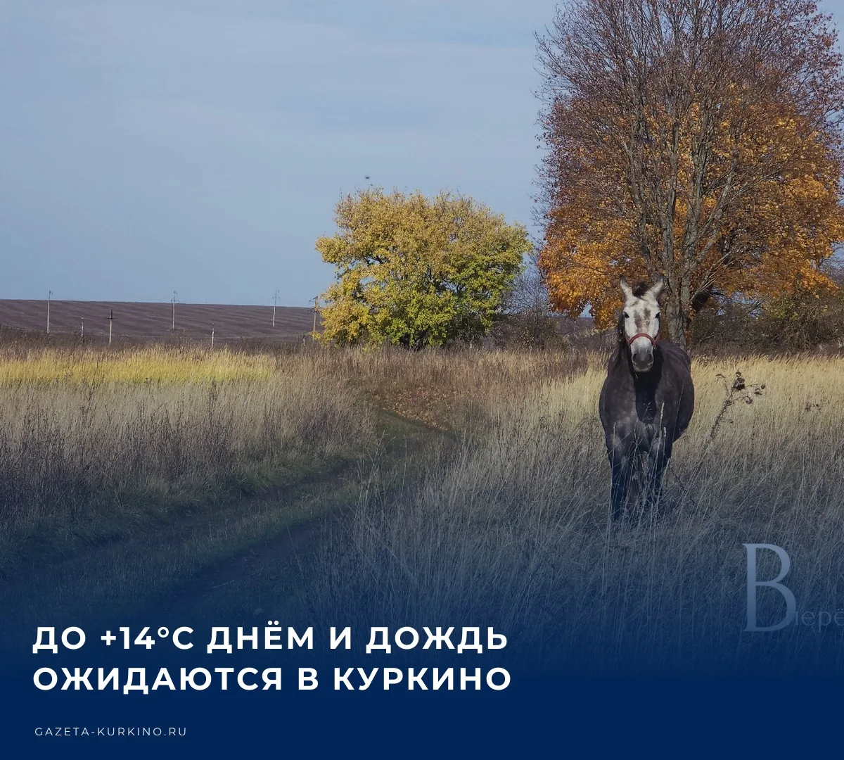 🌤️ Сегодня, 10 октября, в Куркино ожидается переменная облачность без осадков в дневны...