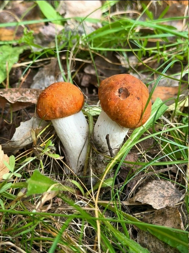 🍄 Пермячка нашла грибы в октябре. «Были уже приличные заморозки, был и мокрый снег, а ...