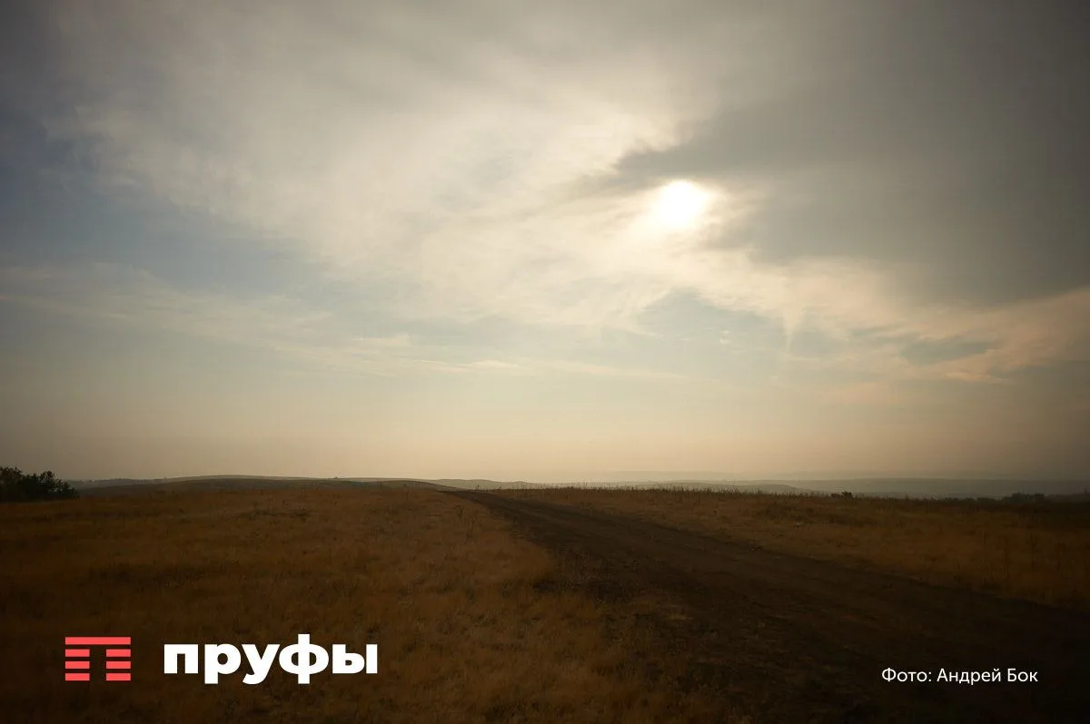 В Башкирии за неделю произошло пять ДТП с дикими животными