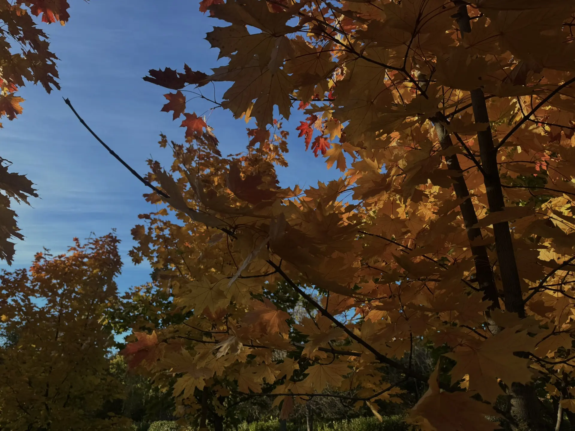 Белгород сегодня будто решил немного продлить лето 🍂