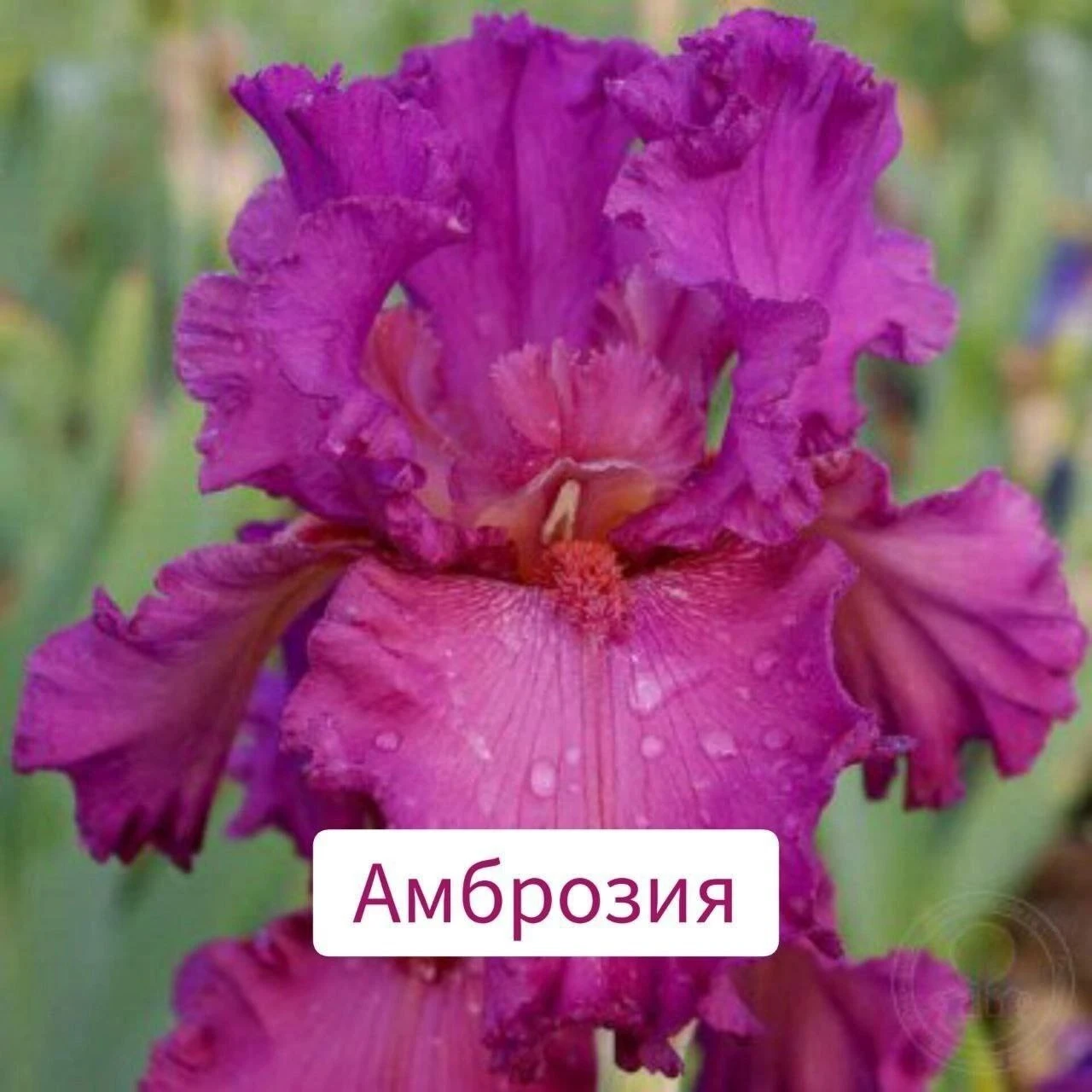 Ирисы😍