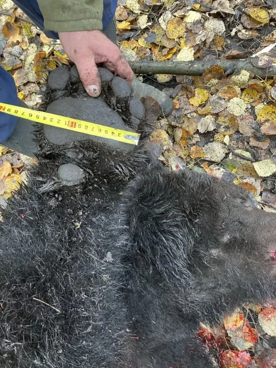 🐻 В Хакасии обезвредили 207 опасных медведей