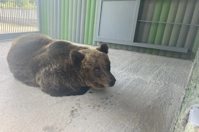 В Ростовский зоопарк передали большую флягу мёда для медведей Маши и Даши