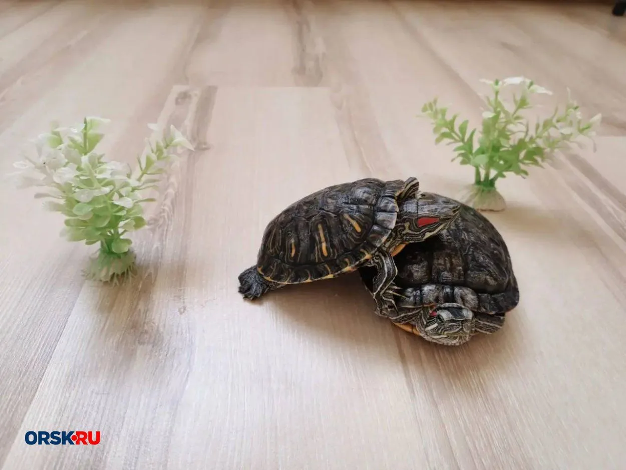 🌞 С долгожданной пятницей, орчане!