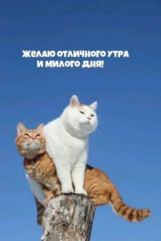 С всевозможными утрами, котята!☕️